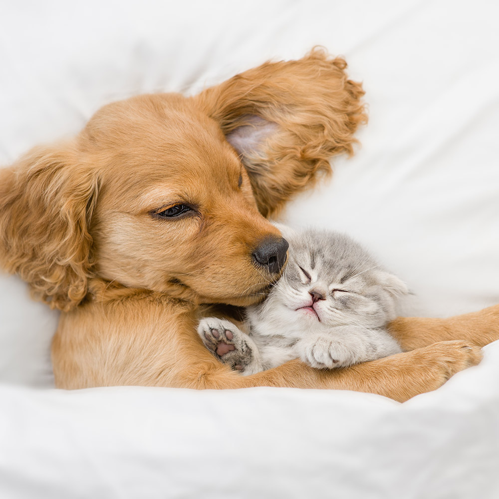 produits-veterinaires-pharmacie-du-moulin-neuf-peaule